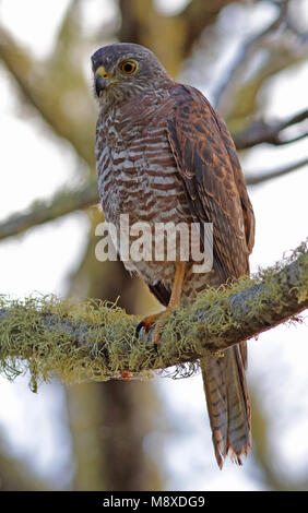 Havik Australische zittend op tak, Brown Goshawk (île Christmas) perché sur une branche Banque D'Images