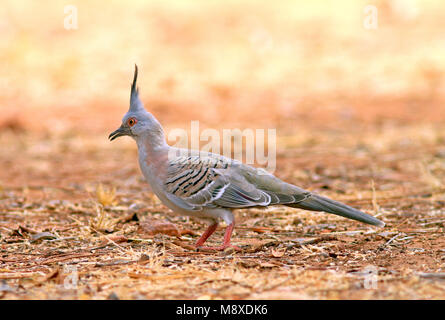 Image oiseaux faite par Pete Morris Banque D'Images