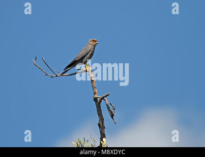 Grijze torenvalk, kestrel gris Banque D'Images