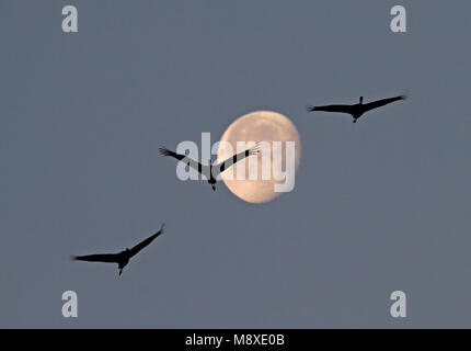 Hooded Crane, Grus monacha, Monnikskraanvogel Banque D'Images