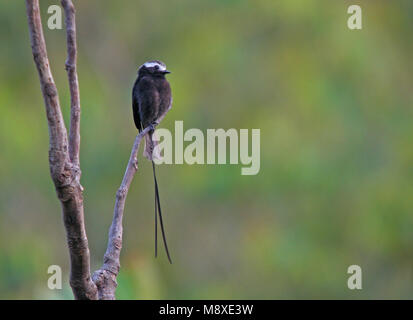 Image oiseaux faite par Pete Morris Banque D'Images