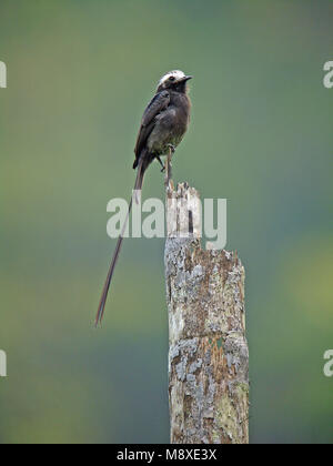 Image oiseaux faite par Pete Morris Banque D'Images