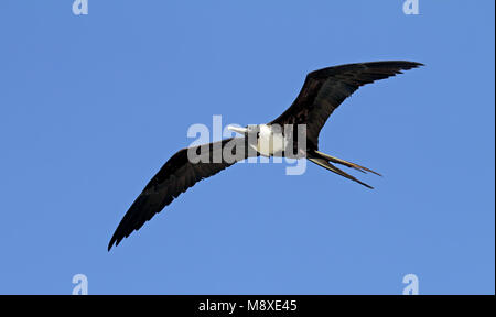 Amerikaanse, fregatvogel, Frégate superbe Fregata magnificens Banque D'Images