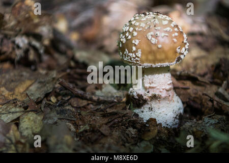 Champignons toxiques faux blush Banque D'Images