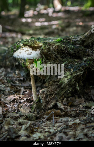 Coulemelle ou Macrolepiota procera Banque D'Images