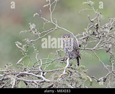 La Chouette naine péruvienne (Glaucidium peruanum) se trouve en Équateur et au Pérou. Habitat Son habitat naturel est les zones tropicales ou subtropicales de broussailles sèches, subtropicales Banque D'Images