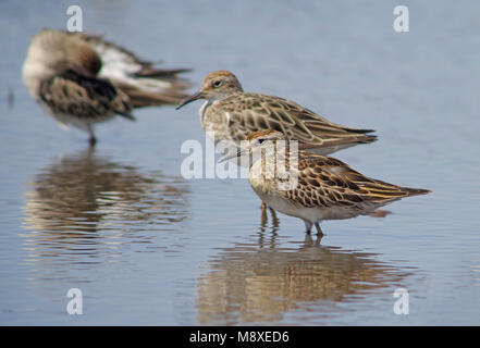 Strandloper Siberische, Bécasseau à queue pointue Calidris acuminata, Banque D'Images