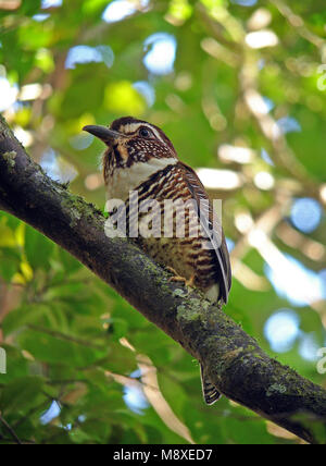 Gebandeerde Grondscharrelaar, de courtes pattes, Brachypteracias leptosomus Ground-Roller Banque D'Images