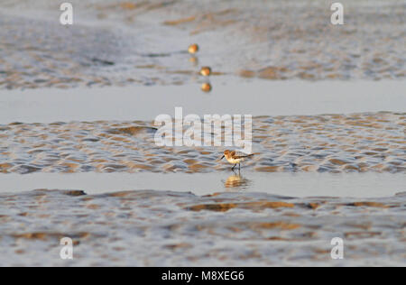 Foeragerende Lepelbekstrandloper ; cuillère de nourriture-billed Sandpiper Banque D'Images