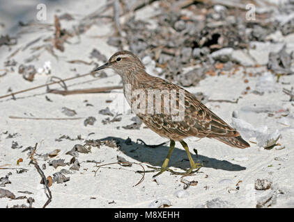 Kiritimatistrandloper foeragerend op het strand ; Tuamotu Sandpiper nourriture dans la plage Banque D'Images