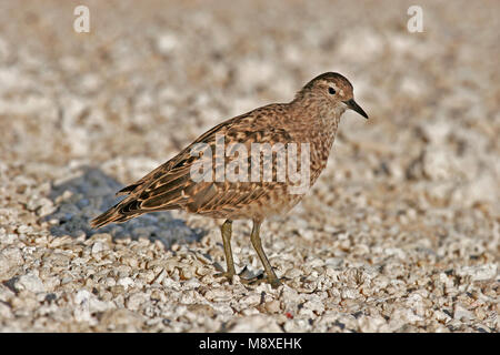 Kiritimatistrandloper foeragerend op het strand ; Tuamotu Sandpiper nourriture dans la plage Banque D'Images