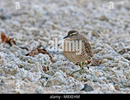 Kiritimatistrandloper foeragerend op het strand ; Tuamotu Sandpiper nourriture dans la plage Banque D'Images