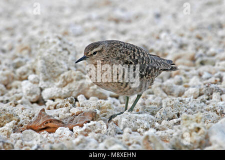 Kiritimatistrandloper foeragerend op het strand ; Tuamotu Sandpiper nourriture dans la plage Banque D'Images