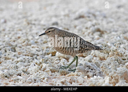 Kiritimatistrandloper foeragerend op het strand ; Tuamotu Sandpiper nourriture dans la plage Banque D'Images