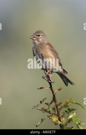 Kneu zittend op tak ; Direction générale de common Linnet perché sur Banque D'Images