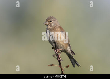 Kneu zittend op tak ; Direction générale de common Linnet perché sur Banque D'Images