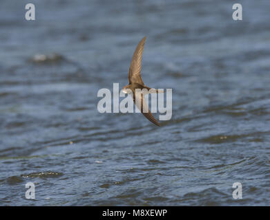 Dans Gierzwaluw de viaje en avión boven l'eau ; Swift commun en vol au-dessus de l'eau Banque D'Images