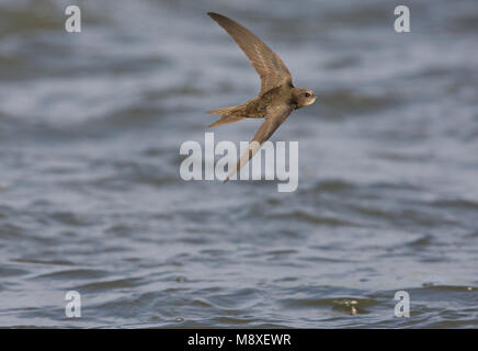 Dans Gierzwaluw de viaje en avión boven l'eau ; Swift commun en vol au-dessus de l'eau Banque D'Images