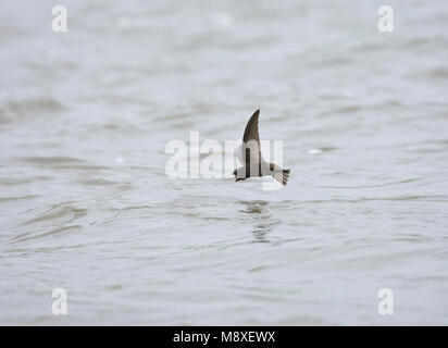 Dans Gierzwaluw de viaje en avión boven l'eau ; Swift commun en vol au-dessus de l'eau Banque D'Images