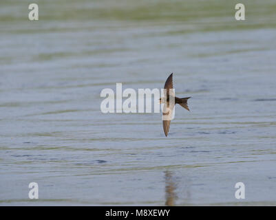 Dans Gierzwaluw de viaje en avión boven l'eau ; Swift commun en vol au-dessus de l'eau Banque D'Images