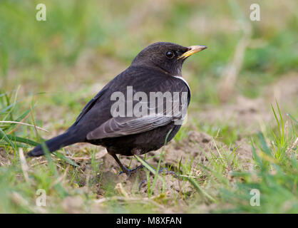 Mannetje Beflijster op de grond, mâle Ring Ouzel perché sur le terrain Banque D'Images