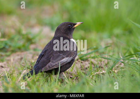 Mannetje Beflijster op de grond, mâle Ring Ouzel perché sur le terrain Banque D'Images