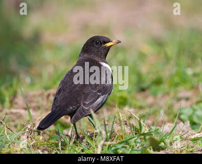 Mannetje Beflijster op de grond, mâle Ring Ouzel perché sur le terrain Banque D'Images