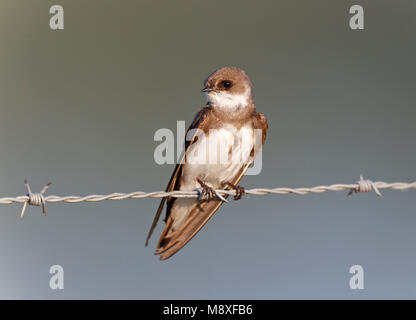 Oeverzwaluw zittend op prikkeldraad, sable Martin assis sur du fil de fer barbelé Banque D'Images