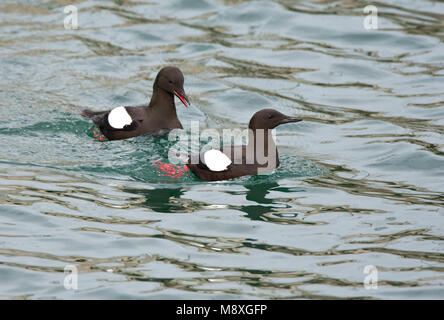 Zeekoet schaunisland paartje dans l'eau ; l'eau en paire Guillemot Banque D'Images