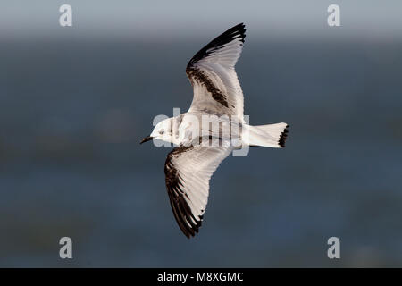 Drieteenmeeuw Black-Legged vliegend, vol de mouettes Banque D'Images