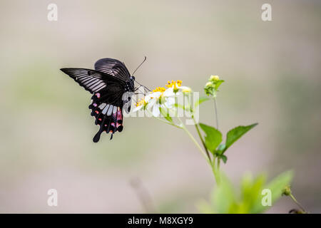 (Papilio helenus Helen rouge papillon) Banque D'Images