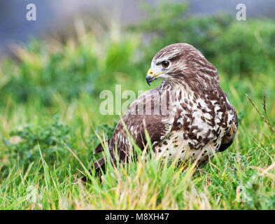 Buizerd zittend en gras ; Buse variable perché en gras Banque D'Images