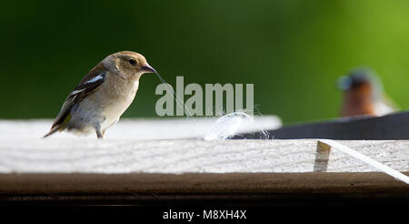 Nestmateriaal Vrouwtje Vink aan het verzamelen Chaffinch commun, la collecte de matériaux de nidification Banque D'Images
