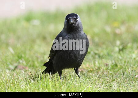 Kauw staand en gras ; Western Jackdaw debout en gras Banque D'Images