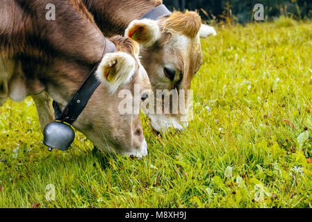 La Suisse Brune (bruna alpina) vaches qui paissent dans les prairies alpines au-dessus de Lenzerheide Grisons Suisse Banque D'Images