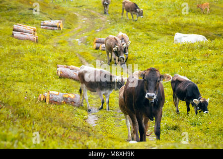 La Suisse Brune (bruna alpina) vaches dans les alpages au-dessus de Lenzerheide Grisons Suisse Banque D'Images