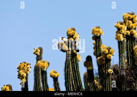 Noordelijke kuifcaracara zittend op cactus, le nord de Caracara huppé perché sur cactus Banque D'Images