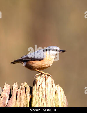 Boomklever zittend op een stronk Nederland, Bulbul à perché sur un trunck Pays-Bas Banque D'Images