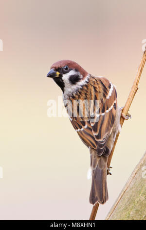 Takje Ringmus op ; Tree Sparrow perché sur une branche Banque D'Images