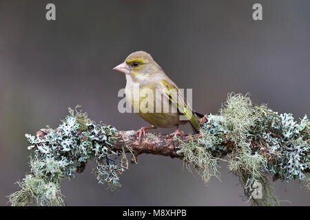 Groenling zittend op tak ; European Greenfinch perché sur branch Banque D'Images