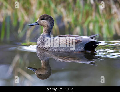 Krakeend spiegelbeeld rencontré dans l'eau ; le Canard chipeau mâle dans l'eau avec la réflexion Banque D'Images