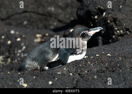 Galapagospinguin liggend op rotsen Galapagos Penguin ; couché sur les rochers Banque D'Images