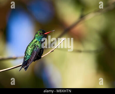 Goudbuiksmaragdkolibrie takje scintillants, op-bellied Emerald sur branch Banque D'Images