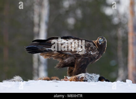 Golden Eagle permanent adultes dans la neige sur les proies ; Steenarend staand volwassen dans de prooi en op Banque D'Images