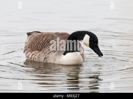 Canadese Gans dans l'eau ; plus grande Bernache du Canada dans l'eau Banque D'Images