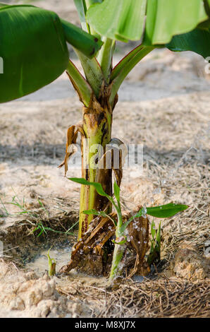 Bananier arrosage sur le terrain avec le jour ensoleillé. Banque D'Images