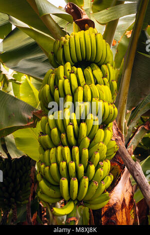 De plus en plus de la banane à Madère Banque D'Images