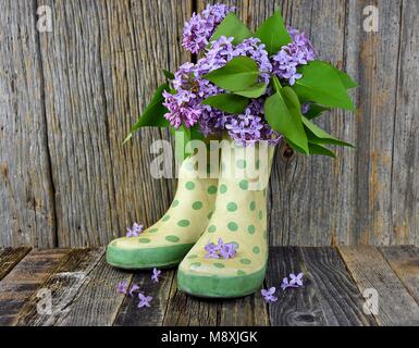 Bouquet de lilas mauve dans la vieille paire de bottes de pluie à pois sur grange rustique en bois. Banque D'Images