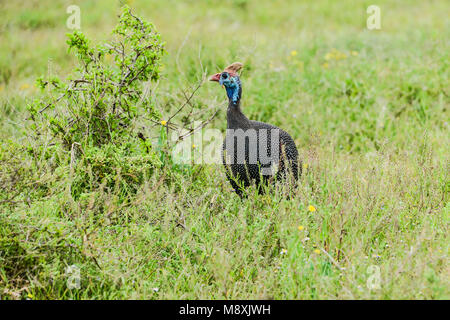 Une pintade de Numidie (Numida meleagris) dans Addo Elephant Park, Afrique du Sud Banque D'Images