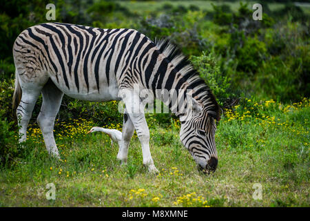 Un zèbre de montagne (Equus zebra) accompagné d'un héron garde-boeufs (Bubulcus ibis) dans Addo Elephant Park, Afrique du Sud Banque D'Images